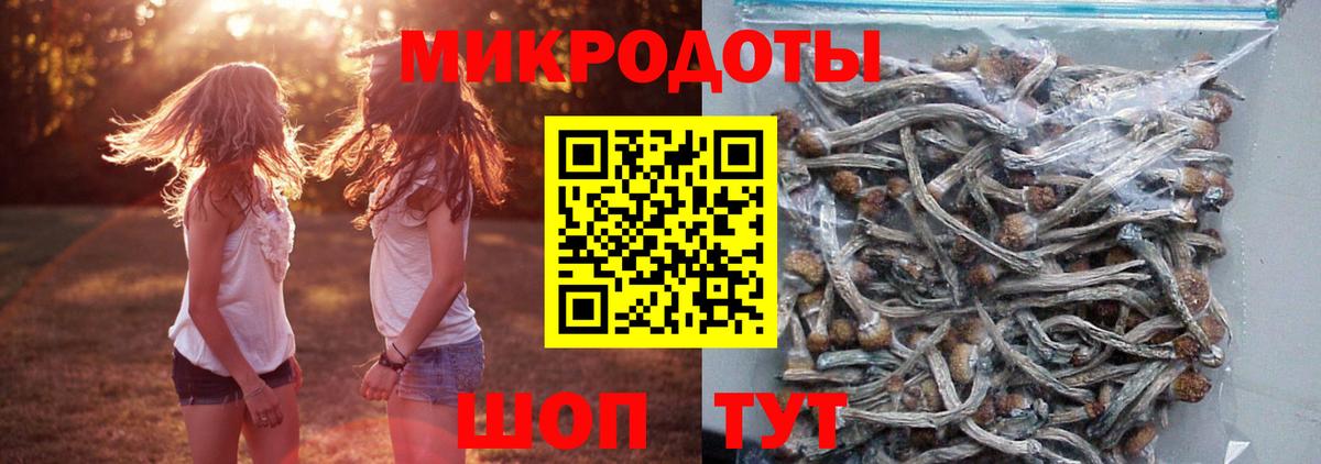 Псилоцибиновые грибы Psilocybine cubensis Люберцы